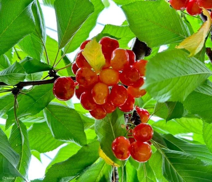 Summer Only Hokkaido Cape Kamui Yoichi Limited Fruit Picking Day Tour